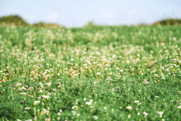 Vibrant Buckwheat Blossoms Painting the Countryside Landscape. A Panoramic View of a Flourishing Summer Buckwheat Field. Embracing Agriculture's Natural Beauty. Agriculture concept.