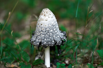Mushrooms in the Autumn. A Shaggy Mane mushroom specimen