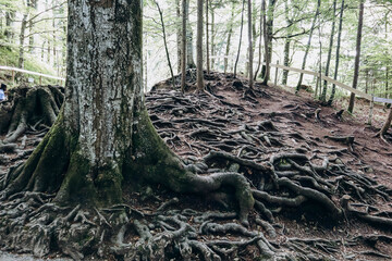 Beautiful forest in the vicinity of Neuschweinstein Castle in Schwangau, Bavaria, southern Germany