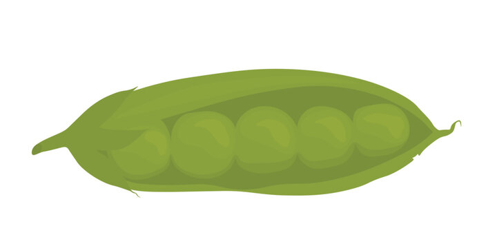 pea pods vector stock illustration of greens, vegetables. Isolated on a white background