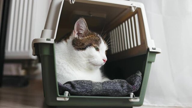 Cute tabby cat in pet carrier at home. High quality FullHD footage