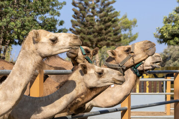 camels standing by fence in zoo