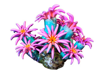 3D Rendering Pink Coral on White © photosvac