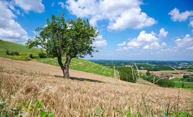 Ears of wheat in the foreground. Young wheat field of green color, moved by gusts of wind. Sunlit wheat field in July.