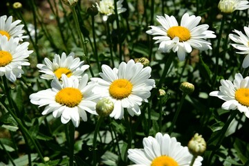 Flowering of daisies. Oxeye daisy, White daisy on green field in garden