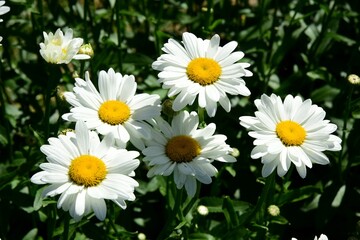 Flowering of daisies. Oxeye daisy, White daisy on green field in garden