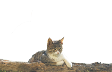 The cat is sitting on a tree trunk on the ground