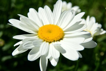 Obraz premium Flowering of daisies. Oxeye daisy, White daisy on green field in garden