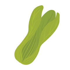 Bok choy vector stock illustration. Green lettuce leaves. Isolated on a white background.