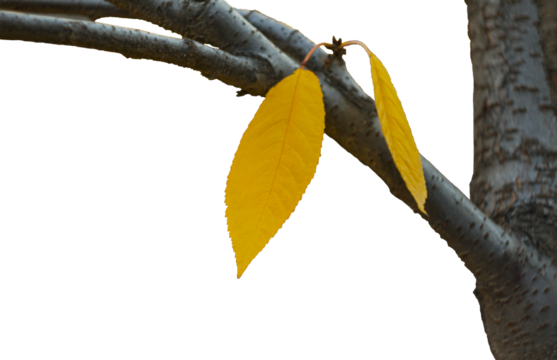 The leaves on the tree branch have turned yellow