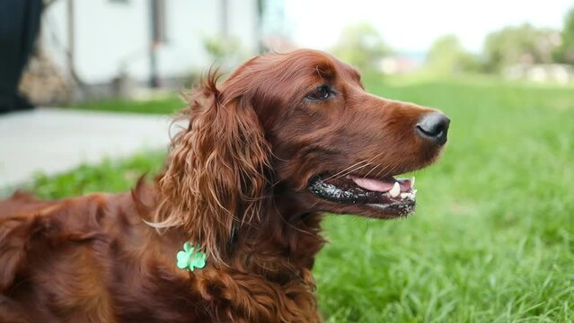 An Irish Setter dog lies in a wheat field with grass along a country road on a walk with his owner, tongue out in summer slow motion. . High quality FullHD footage