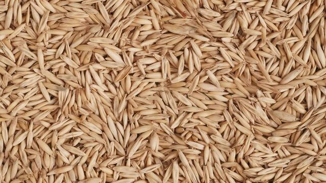 Closeup shot of wheat grains background, person puts paper sign with E 121 written on it.