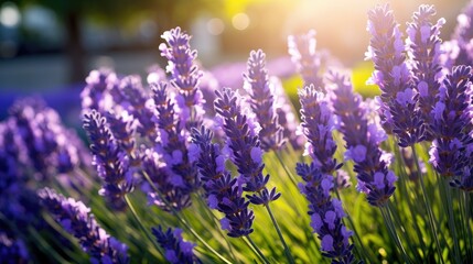Close-up of a mature lavender plant in bloom, bathed in natural lighting. The purple flowers emit a fragrant aroma, attracting bees, butterflies, and other pollinators. The beauty of the lavender pla - obrazy, fototapety, plakaty