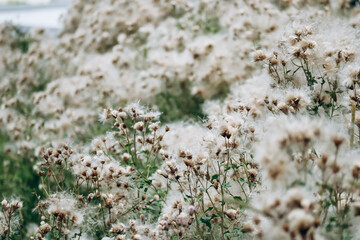 Thistle field in August, out of focus on purpose
