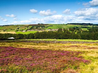 Fototapeta na wymiar Haworth Moor in late Summer and the views are stunning across the moorland. Billowing clouds complete the scene