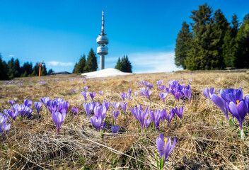 Spring crocuses covered the meadow in front of the high tourist observation tower Snezhanka on...