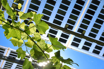 Vines covered with tranparency photovoltaic modules, hail and rain protection
