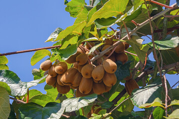 Kiwi  fruiting vine with leaves and fruit in orchard on sunny autumn day
