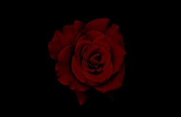 red rose isolated on black wallpaper