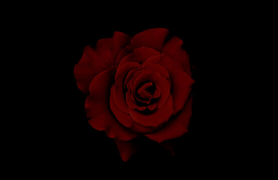 red rose isolated on black wallpaper