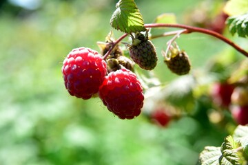 Red organic raspberries grow in the garden during the summer