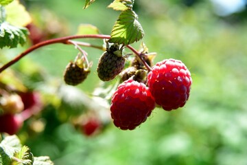 Red organic raspberries grow in the garden during the summer