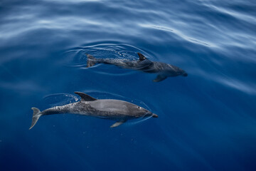 Two bottlenose dolphins swimming near the surface
