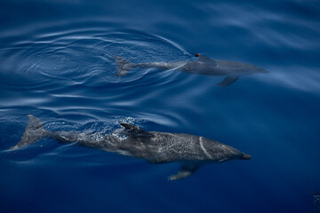 Two bottlenose dolphins swimming near the surface