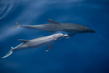 Two bottlenose dolphins swimming near the surface