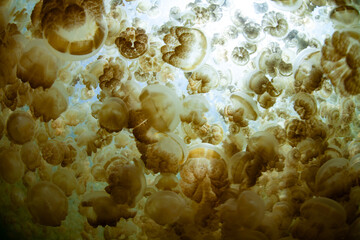 Endemic golden jellyfish, Mastigius sp., thrive in Palau's famous Jellyfish Lake, a saltwater lake hidden in a large limestone island. This jellyfish are physicallyand morphologically distinct.