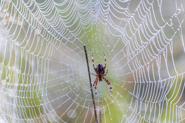 European garden spider, araneus diadematus in middle web with waterdrops in misty fog. Animal...
