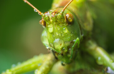 Macro photo of grasshopper head with dewdrops. Animal background