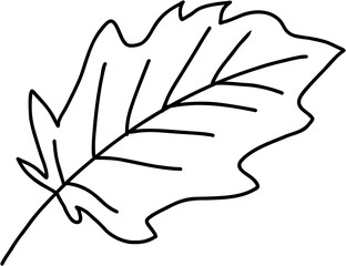 doodle freehand sketch drawing of maple leaf.