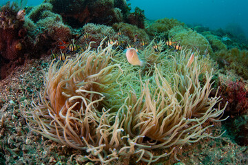 Naklejka na ściany i meble A Pink anemonefish, Amphiprion perideraion, hovers with Bangaii cardinalfish near its anemone in Lembeh Strait, Indonesia. 