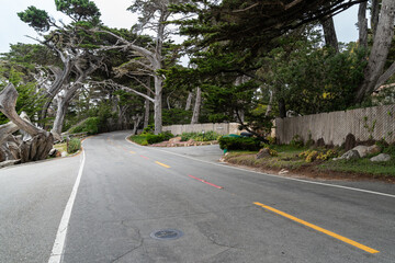 stretching road of leafy 17 mile drive with a curve at the other end. 17 mile drive is a popular scenic road through pebble beach and pacific grove in California usa