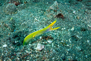 A yellow ribbon eel, Rhinomuraena quaesita, pokes its head out of the sand in Lembeh Strait, Indonesia. This species is a protandric  hermaphrodite, changing from male to female.