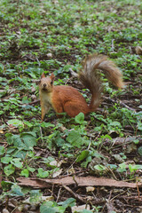 An adult fluffy red squirrel stands on the ground with fallen leaves, grass and sticks in a green park. A squirrel stands on its hind legs and looks into the frame.