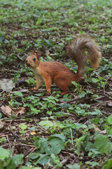 Adult fluffy red squirrel standing on the ground with fallen leaves, grass and sticks in a green park sitting on its hind legs side view. The animal is in a natural environment.