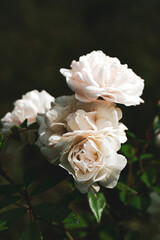 Fragile light tea roses. The flowers have light pink petals and beautiful lush buds that are on a dark contrasting background.