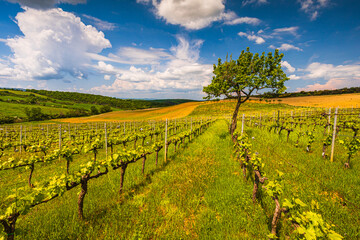 Vineyard on the Tuscany hills during spring season in Val d'Orcia