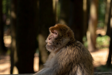 Barbary macaques are together in a park on Lake Constance