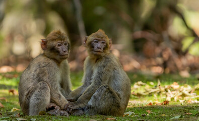 Barbary macaques are together in a park on Lake Constance