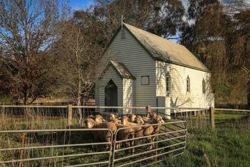 The quaint Christ Church Anglican church (built around 1869) with a pen of sheep in late afternoon light in Molesworth, Victoria, Australia.