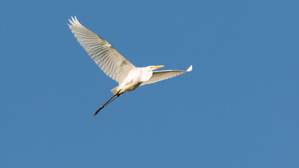 snowy egret in flight