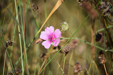 flor