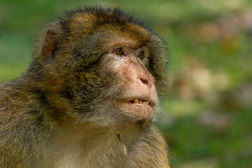 Barbary macaques are together in a park on Lake Constance