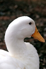 close up of a white duck