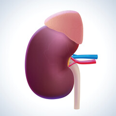 3D illustrations of human kidney and adrenal glands used in medicine, science, education, industry and commerce.