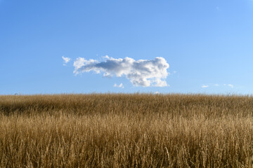 A cornfield with blue sky and a cloud