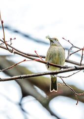 Female Blackcap (Sylvia atricapilla) at Botanic Gardens, Dublin, Ireland